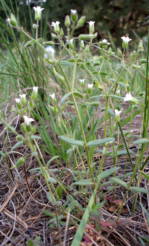 Изображение особи Cerastium pseudobulgaricum.