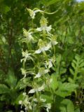 Platanthera densa