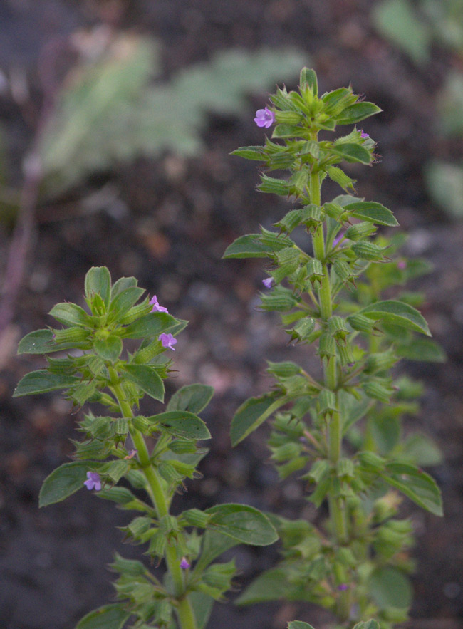 Image of Antonina debilis specimen.