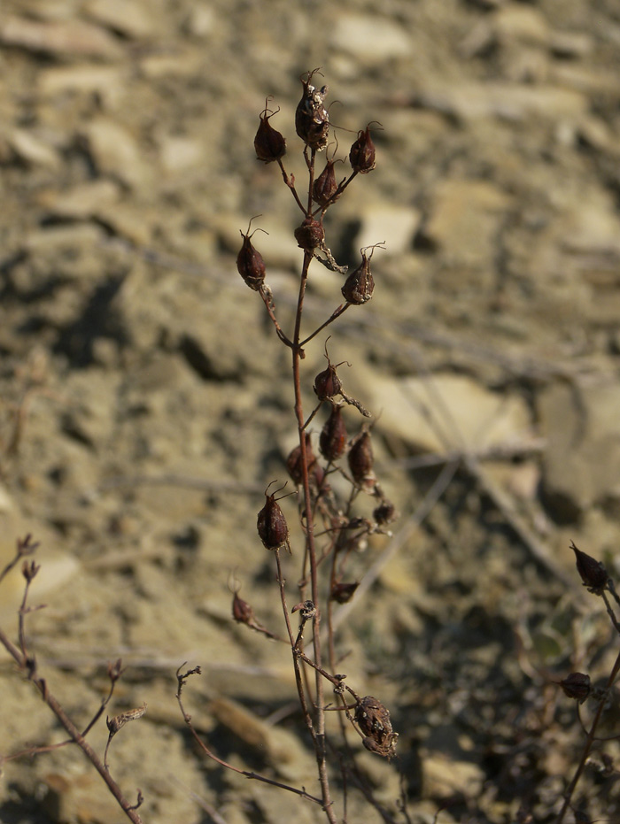 Изображение особи Hypericum elongatum.