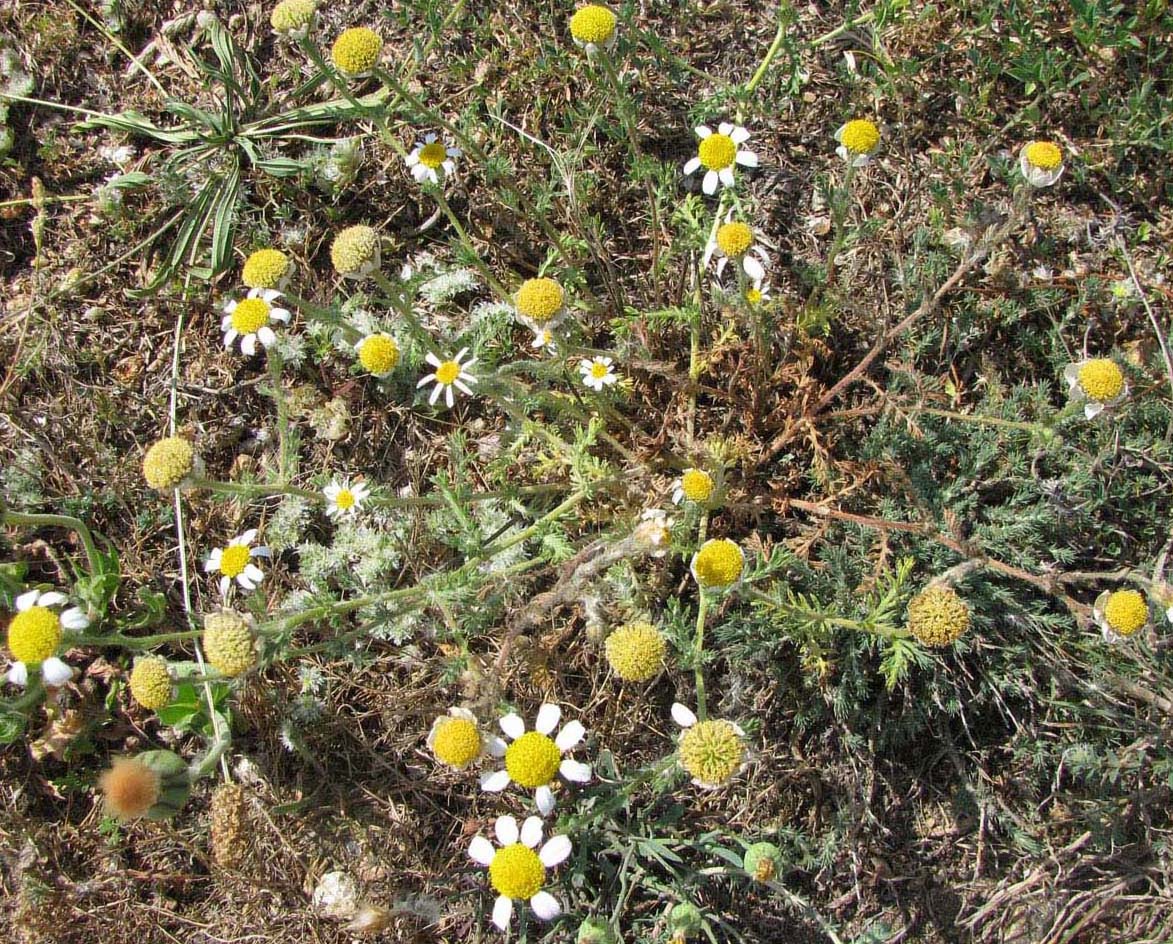 Изображение особи семейство Asteraceae.