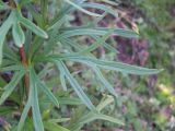 Aconitum karakolicum