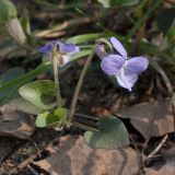 Viola rupestris. Цветок и листья. Белоруссия, Городокский р-н, окр. дер Панкры, участок нарушенной растительности на месте сухого сосняка. 04.05.2012.