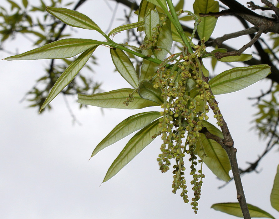 Изображение особи Quercus imbricaria.