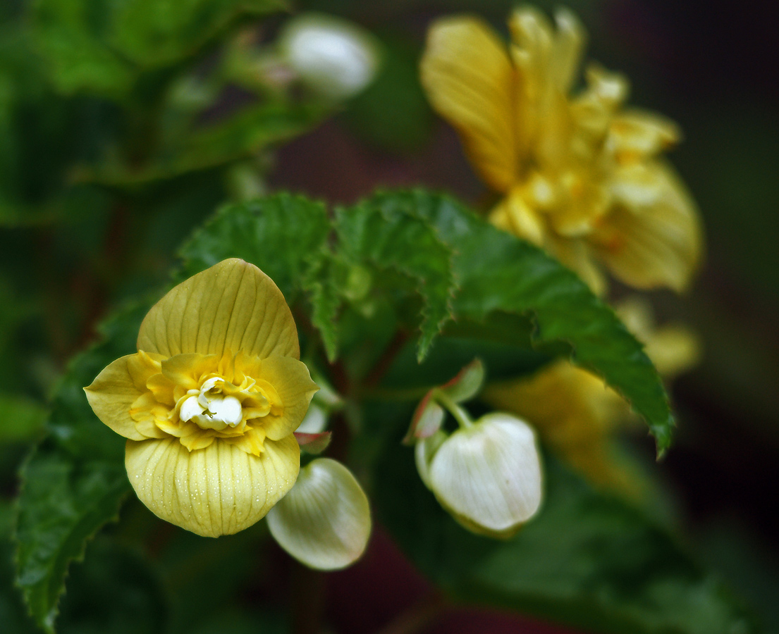 Изображение особи Begonia &times; tuberhybrida.