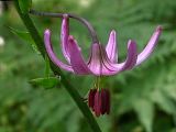 Lilium martagon