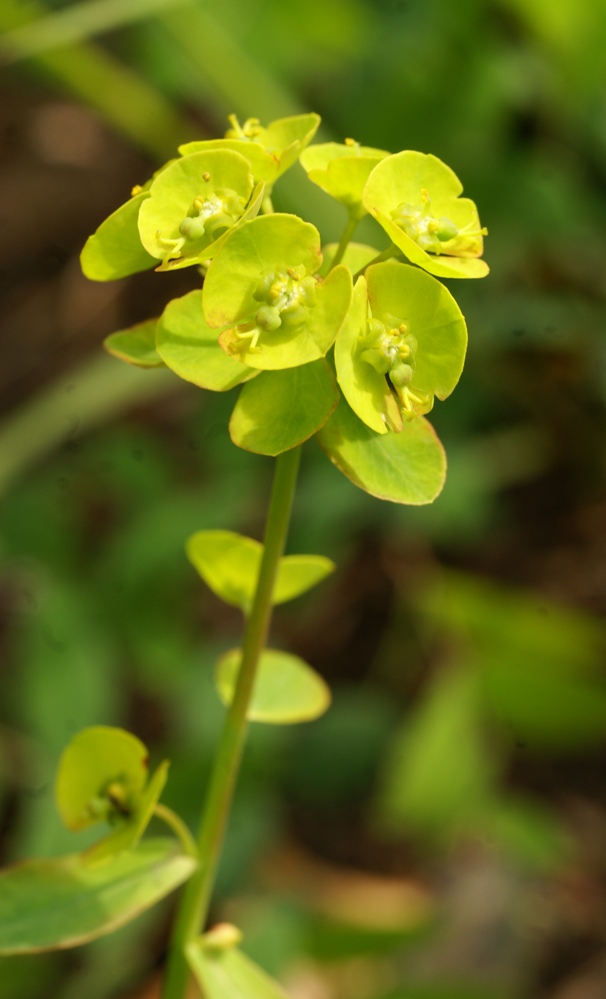 Изображение особи Euphorbia esula.