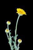 Anthemis tinctoria