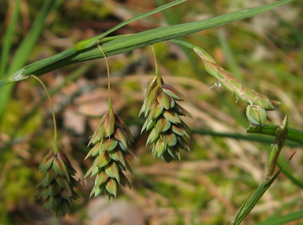 Изображение особи Carex paupercula.