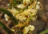 Cuscuta campestris