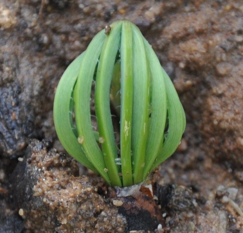 Изображение особи Pinus pinea.