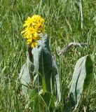 Ligularia alpigena