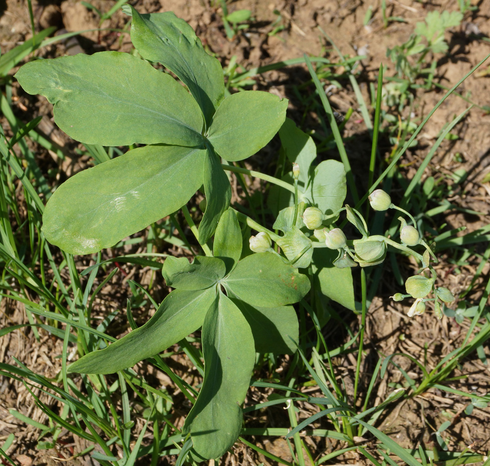 Изображение особи Gymnospermium altaicum.