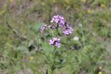 Hesperis pycnotricha