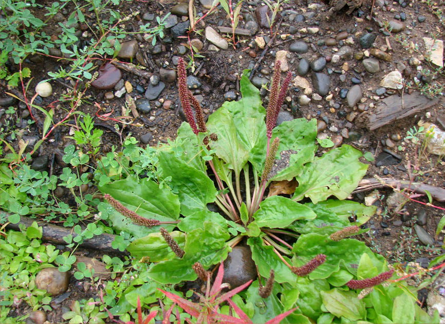 Изображение особи Plantago uliginosa.