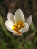 Tulipa sogdiana