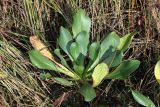 Limonium tetragonum. Молодое растение с розеткой прикорневых листьев. Приморский край, Шкотовский р-н, окр. с. Царёвка, на илово-песчаном участке приморской террасы. 08.09.2015.