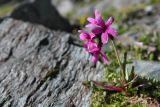 Primula turkestanica