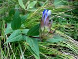 Gentiana scabra