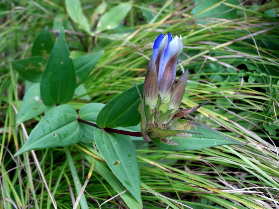 Image of Gentiana scabra specimen.