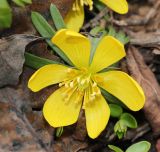 Eranthis hyemalis