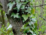 Hedera helix