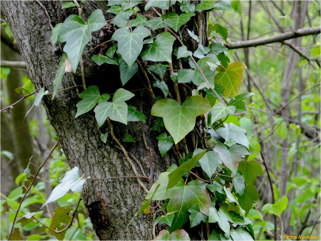 Изображение особи Hedera helix.