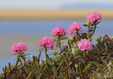 Rhododendron adamsii. Цветущее растение в сообществе с цветущей Cassiope. Якутия, дельта р. Лена, гора Америка-хая, тундра. 16.07.2017.