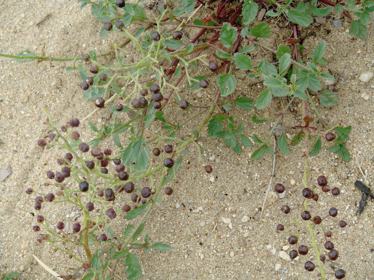 Изображение особи Scrophularia incisa.