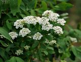 Spiraea media