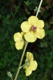 Verbascum blattaria