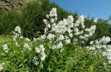 Gadellia lactiflora. Цветущие растения. Карачаево-Черкесия, Карачаевский р-н, окр. пос. Домбай, ущелье р. Аманауз, луг на каменистом склоне. 28.08.2019.