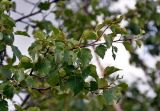 Betula pubescens