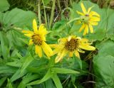 Arnica sachalinensis