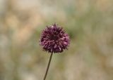 Allium atroviolaceum