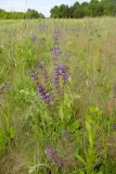 Salvia pratensis