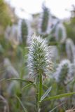 Trifolium angustifolium