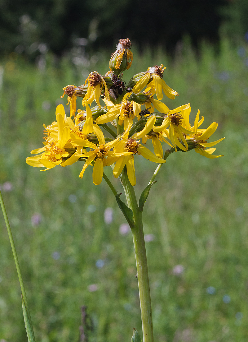 Изображение особи Ligularia altaica.