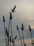 Plantago lanceolata