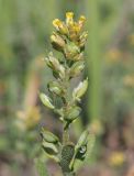 Alyssum turkestanicum var. desertorum