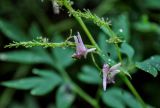 Corydalis multiflora. Соцветия. Хабаровский край, Амурские столбы, хвойный лес, каменистый берег ручья. 21.07.2012.