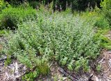 Mentha longifolia