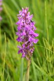 Dactylorhiza umbrosa. Соцветие с кормящимся жуком. Узбекистан, Самаркандская обл., Зеравшанский хр., окр. кишлака Терсак, 1600 м н.у.м., сильно увлажнённое луговое сообщество. 11 мая 2022 г.