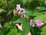 Rubus odoratus