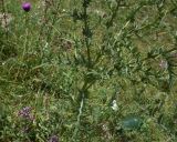 Cirsium ciliatum