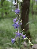 Delphinium freynii. Часть соцветия. Дагестан, Казбековский р-н, окр. пос. Дубки, дубовый лес. 21 июня 2023 г.