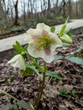 Helleborus caucasicus. Верхушка цветущего растения. Краснодарский край, городской округ Сочи, Хостинский р-н, дорога к Орлиным скалам, широколиственный лес. 11.02.2024.