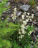 Silene paucifolia. Цветущее растение на каменистом склоне, поросшем лиственницей. Коми, Интинский р-н, нац. парк \"Югыд Ва\", Приполярный Урал, бассейн р. Пелингичей, долина руч. Южный. 17.07.2010.