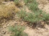 Alhagi persarum. Растение в глинистой полупустыне. Иран, пров. Хузестан, окрестности г. Шуш (древние Сузы). Конец июля 2005 г.