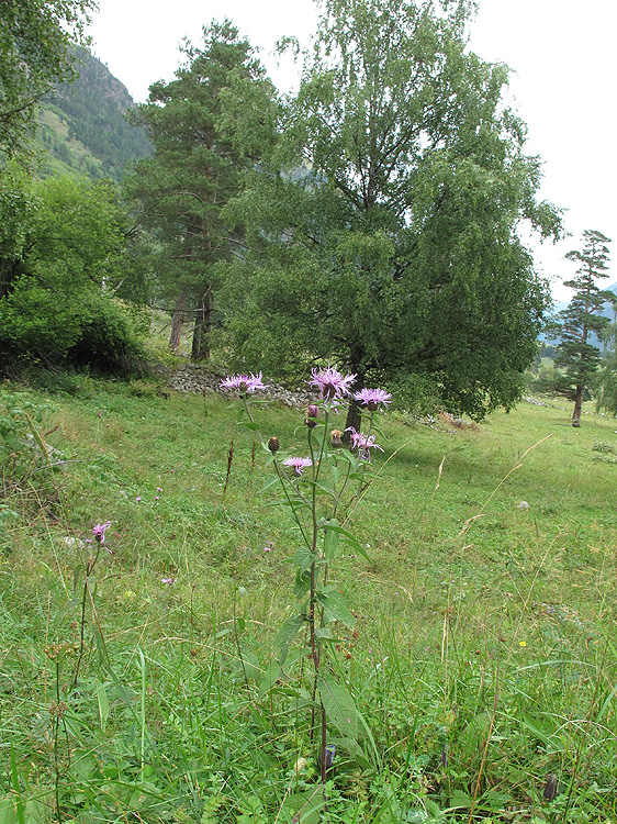 Image of Centaurea abbreviata specimen.